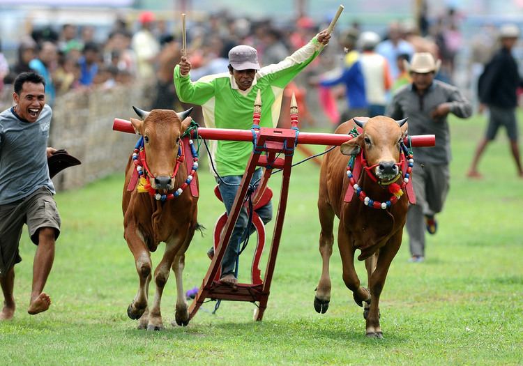 Karapan Sapi